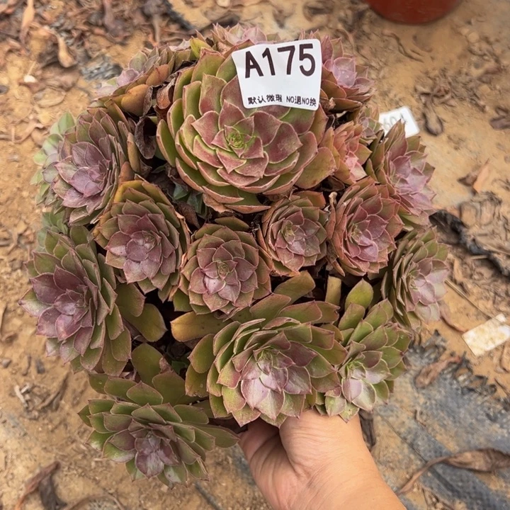 桃花石多肉植物175.