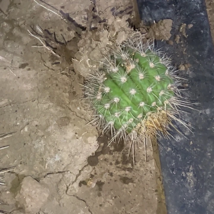 记***往清清15根瑕疵黑点1