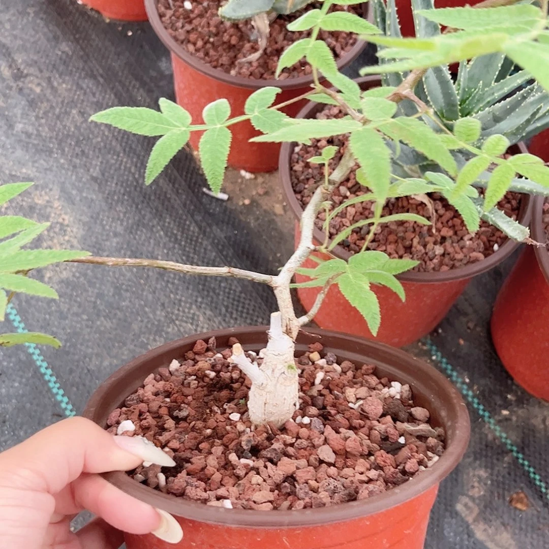1***1多肉植物科帕列榄实生