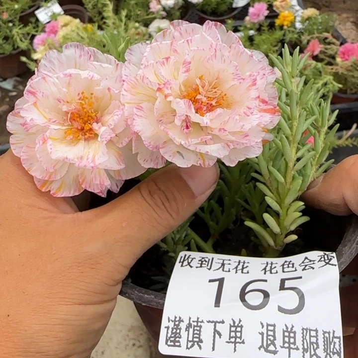 无花朵165超小苗盆口10cm