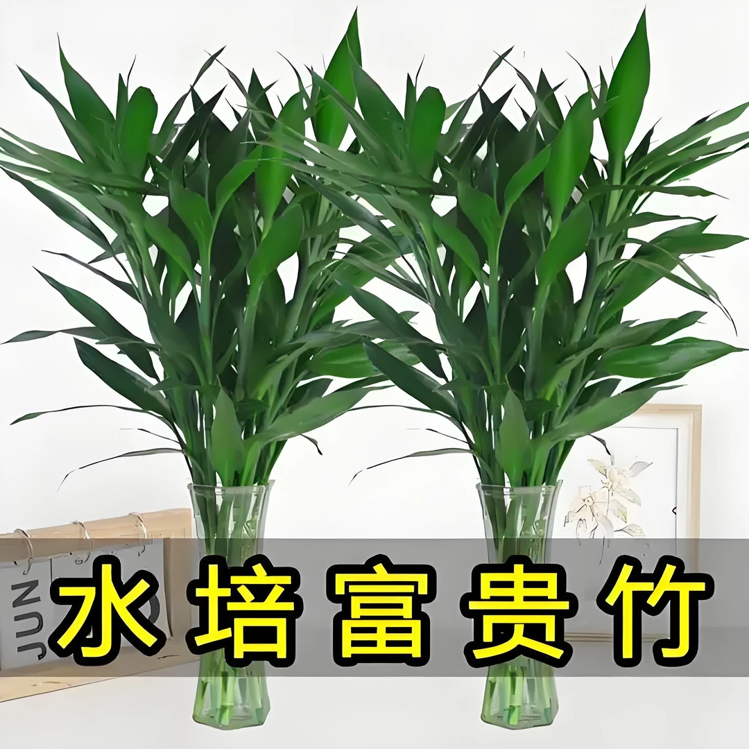 基地直发富贵竹水培植物室内客厅净化空气绿植