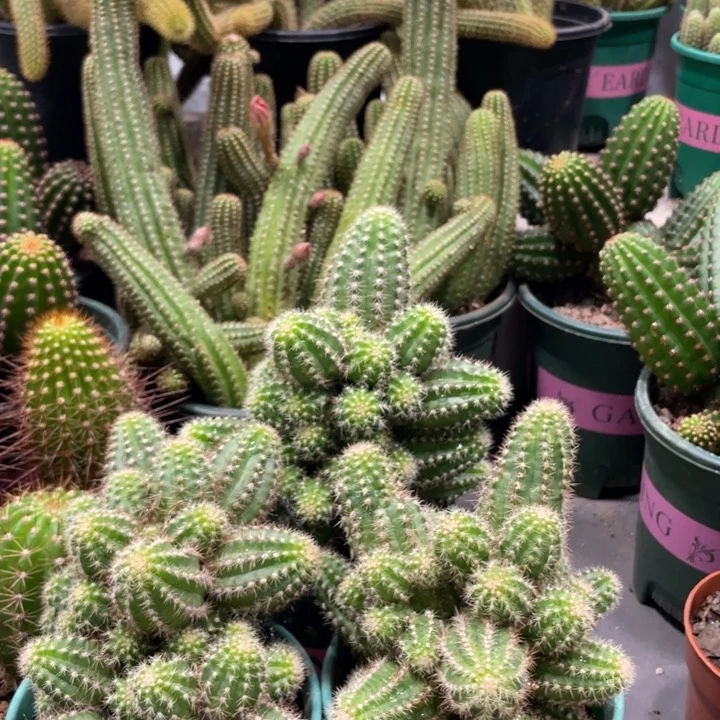 新品进口群生白檀帕米尔之眼