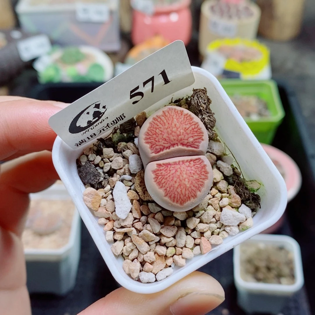 生石花花花花花花花花571