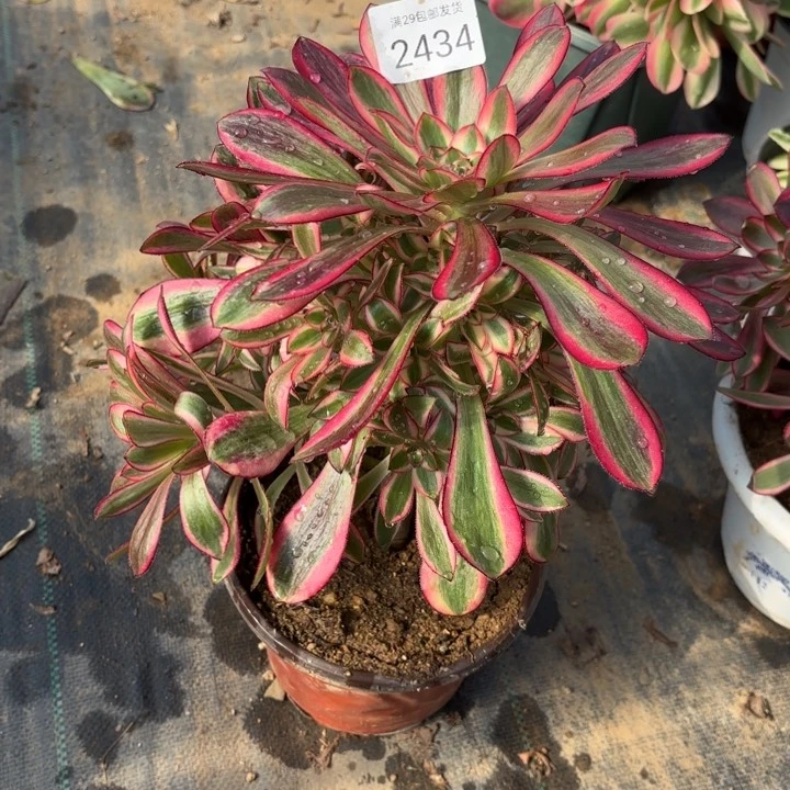 香奈儿多肉法师2434