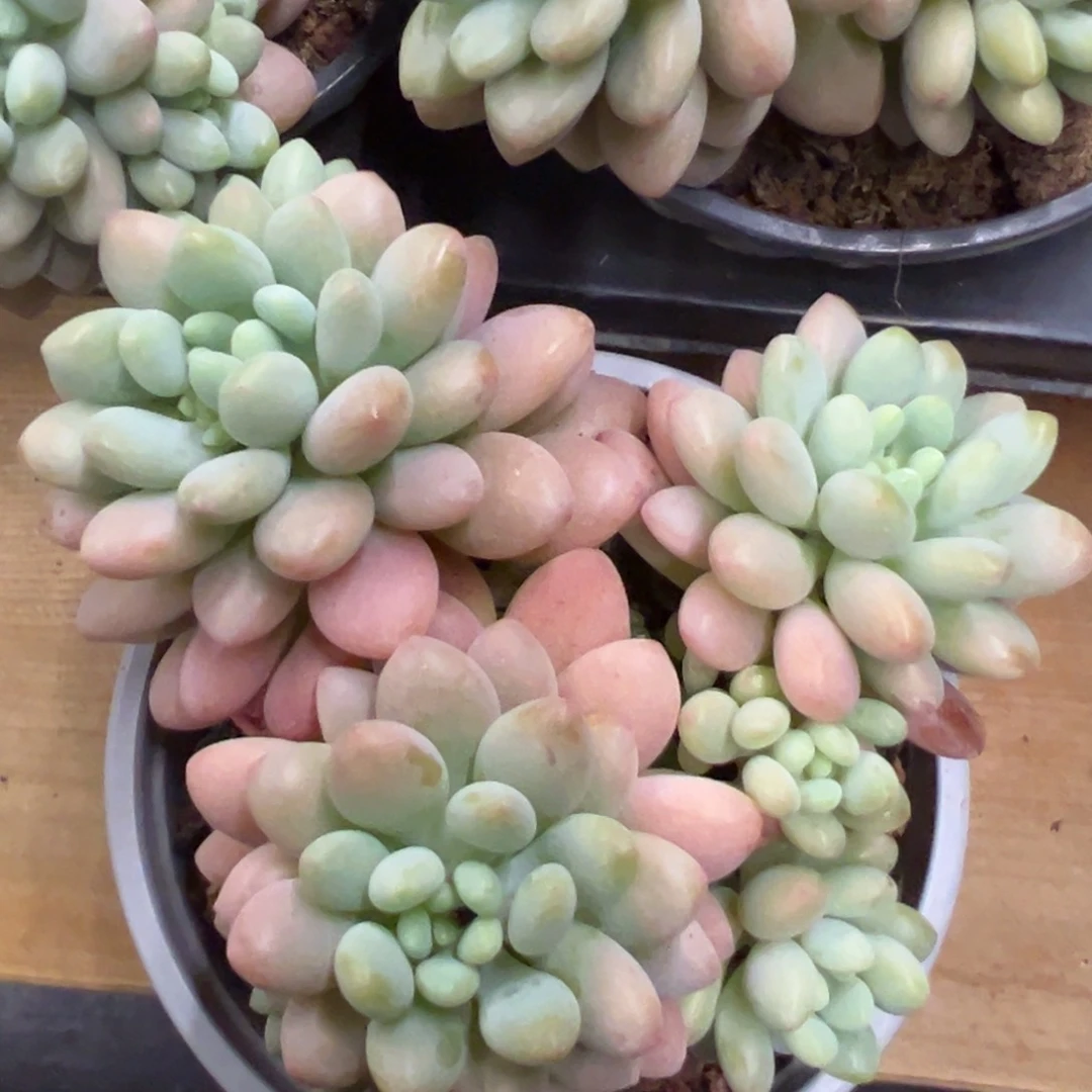 泡泡酱点赞福利价