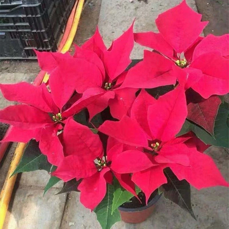红叶一品红盆栽带花四季红植物室内花卉客厅好养易成活绿植年宵花