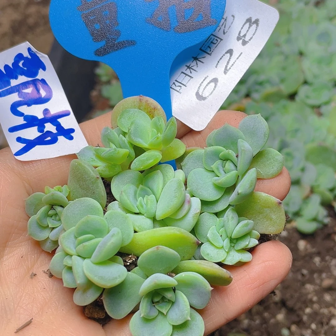 量拍多肉植物多肉植物628