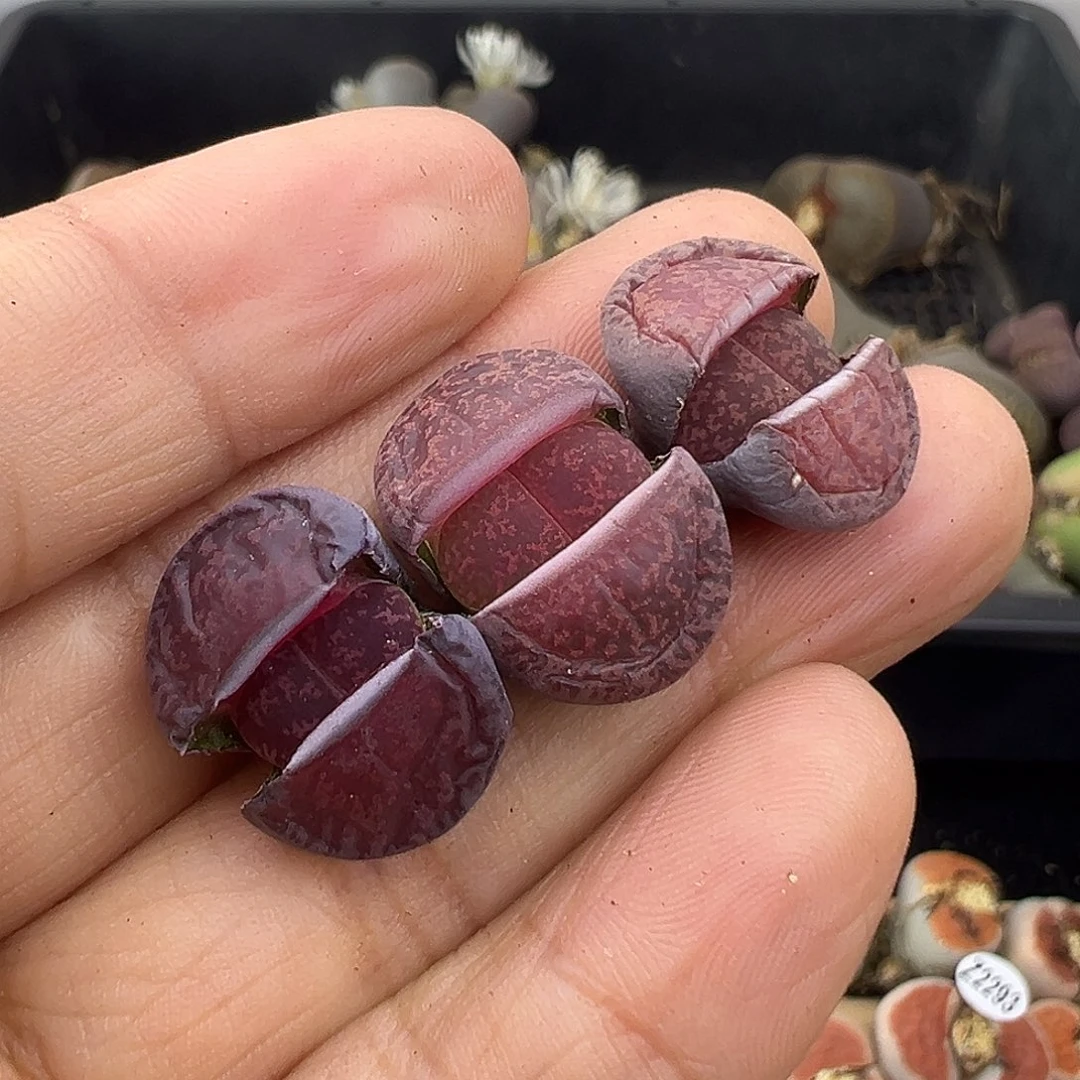 711酒红下播福利炸11111