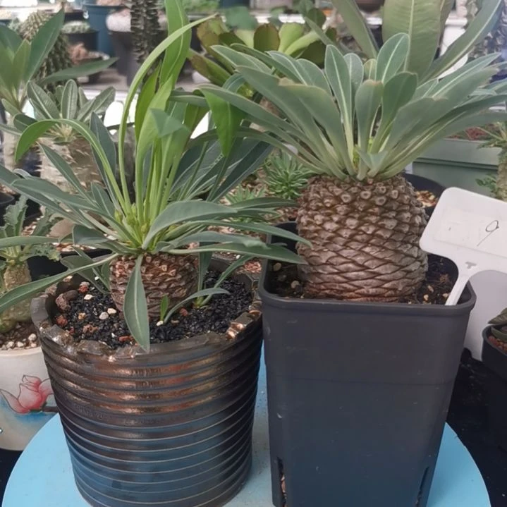 0616特价 铁甲丸和佛头盆2个 不含图片盆