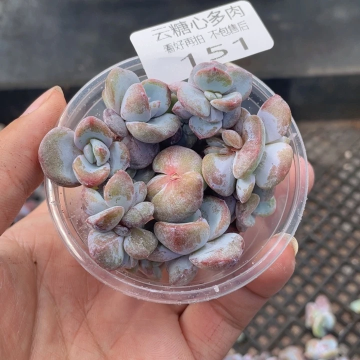 云糖心多肉植物151