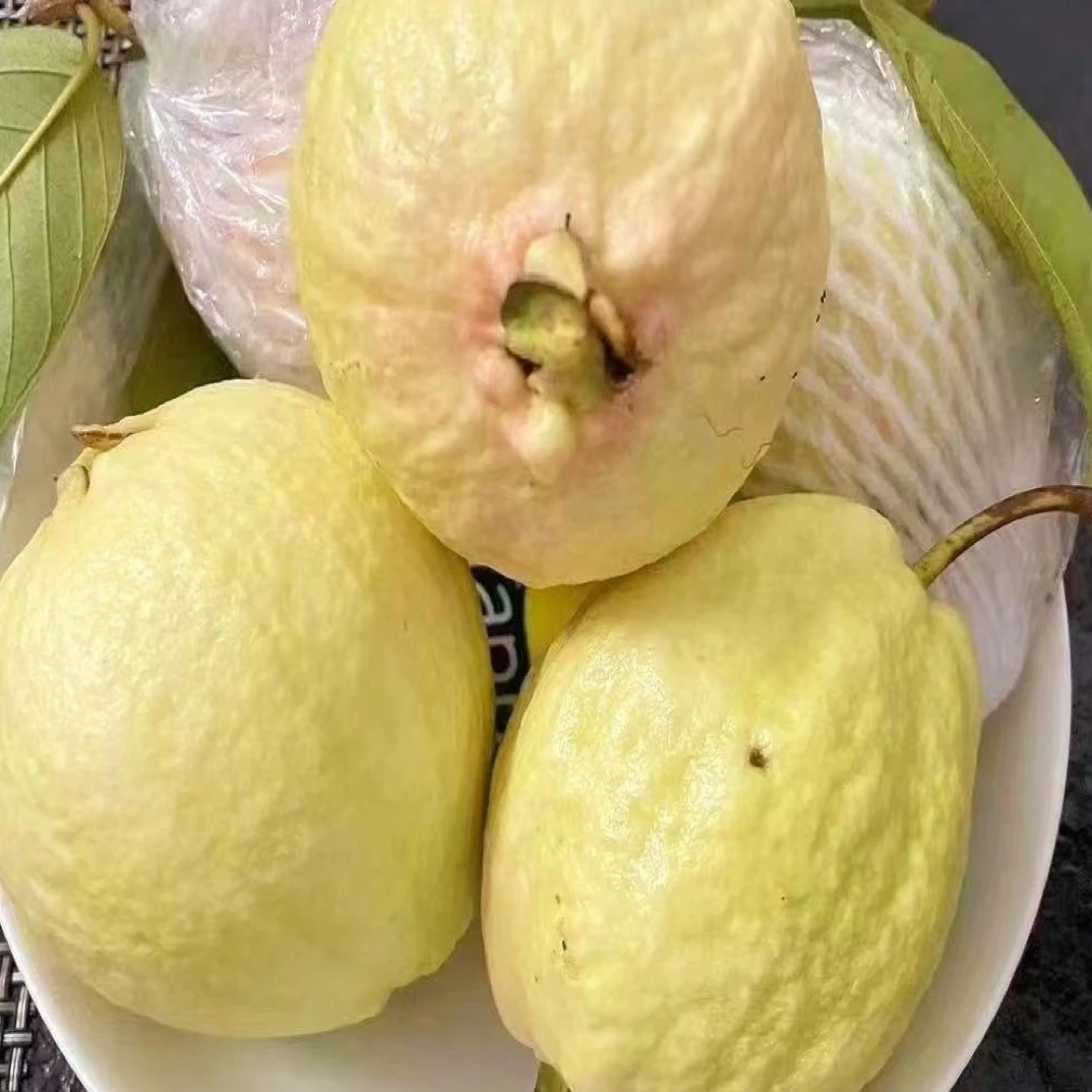 正宗奶油芭乐软糯软心番石榴产地现摘直发清甜白心芭乐果