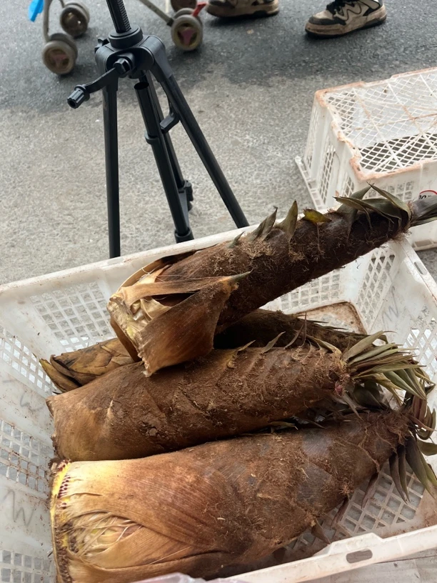 仁寿土生土长的笋子