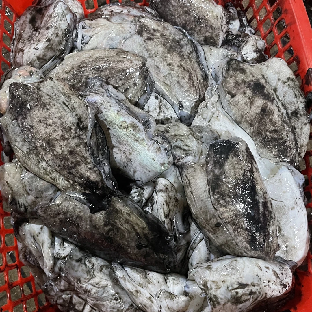 本港深海墨鱼马宫本港海鲜