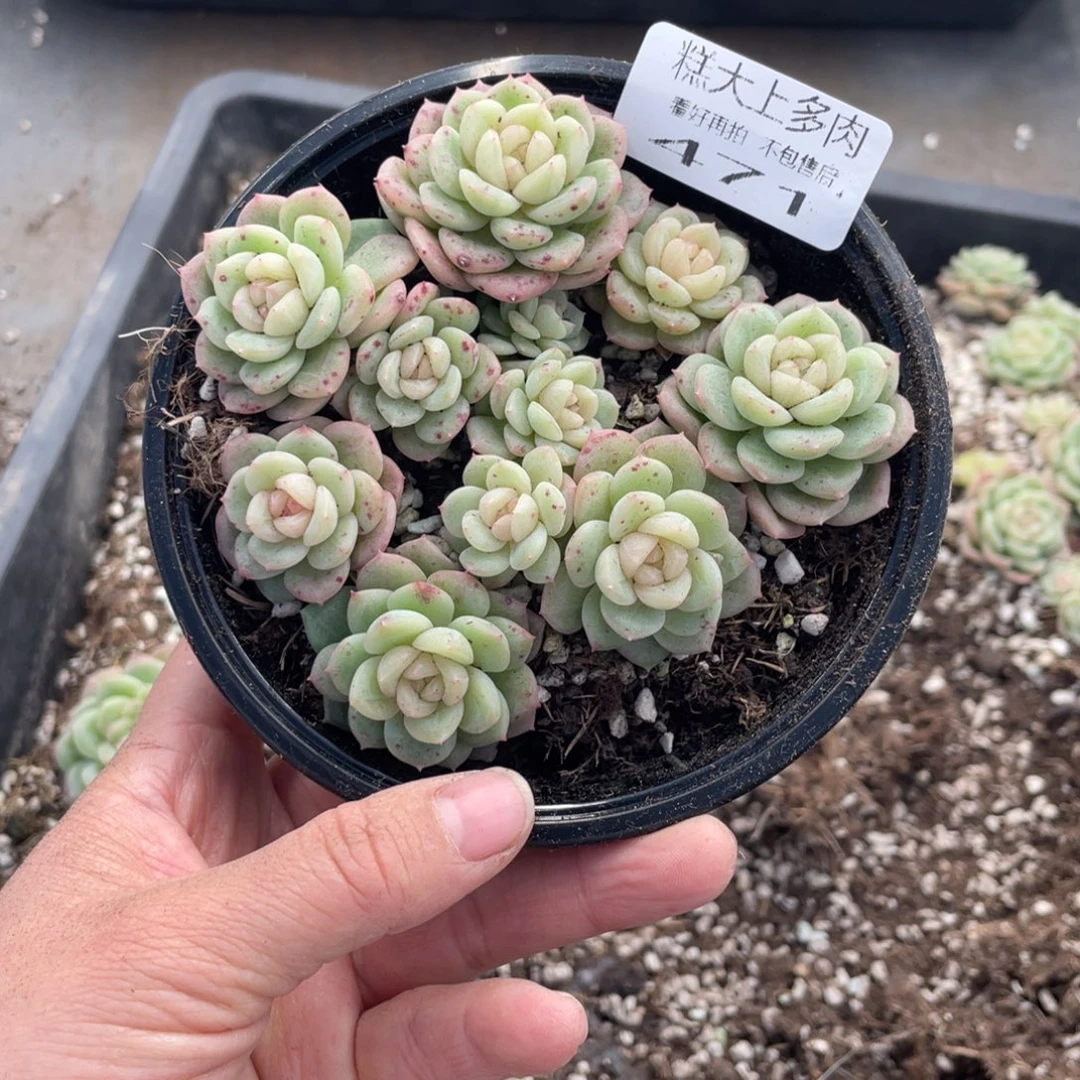 糕大上多肉植物471