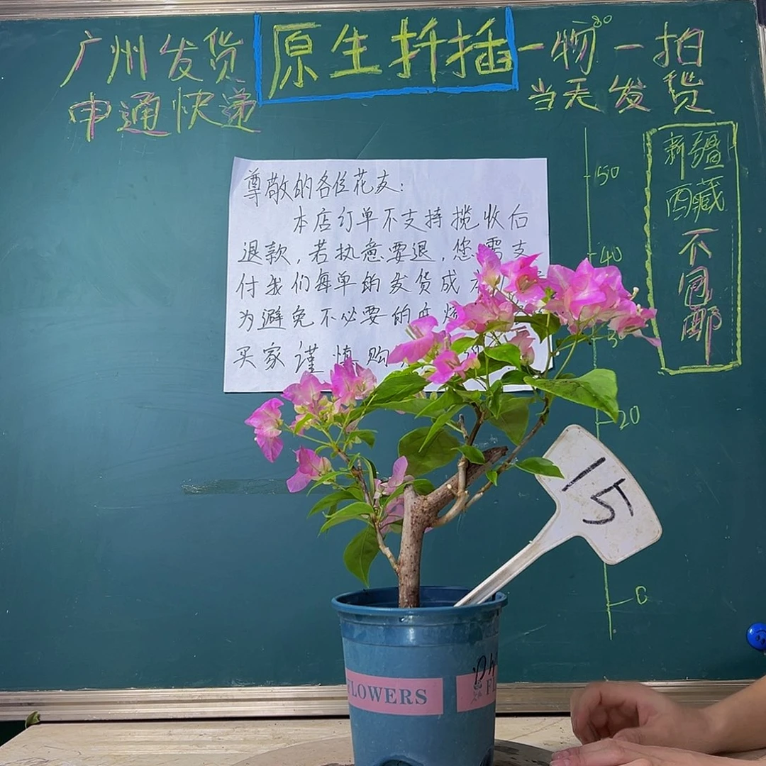 当前无花栽培后可以开花 口红 造型  15