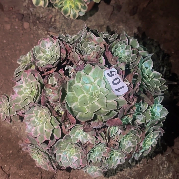 105万花筒多肉植物不售后