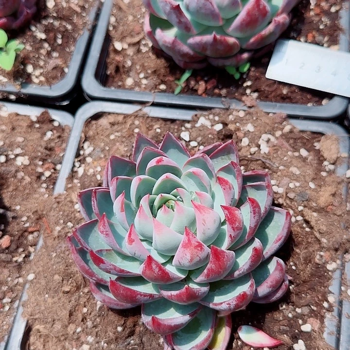 惊鸿仙子多肉植物