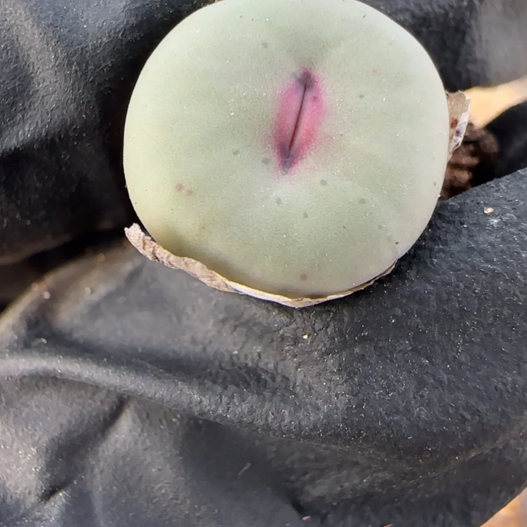 四***月多肉植物PV1014嘟嘟嘴30号