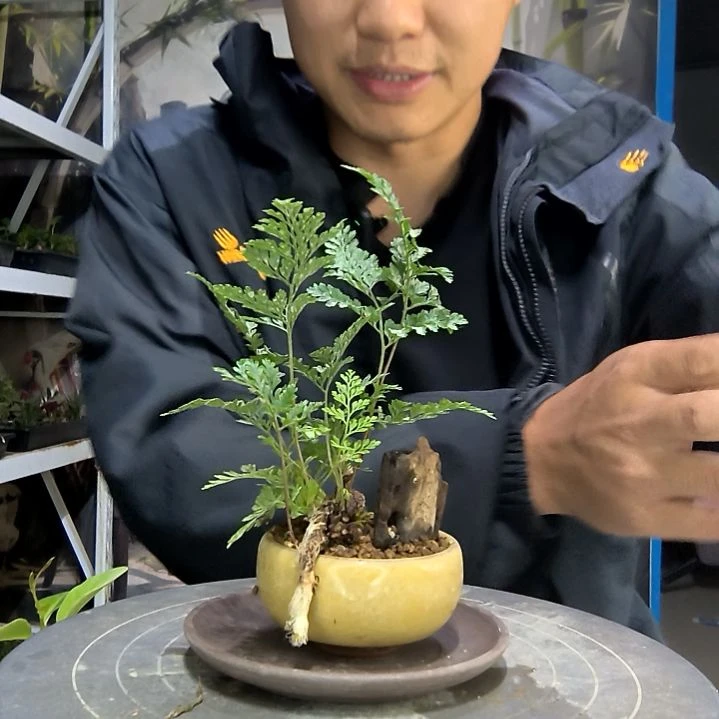 仲*中青园艺一物一拍179
