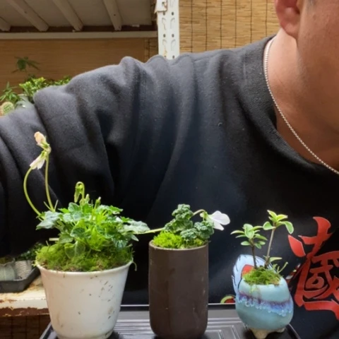 红陶一物一拍所见即所得49