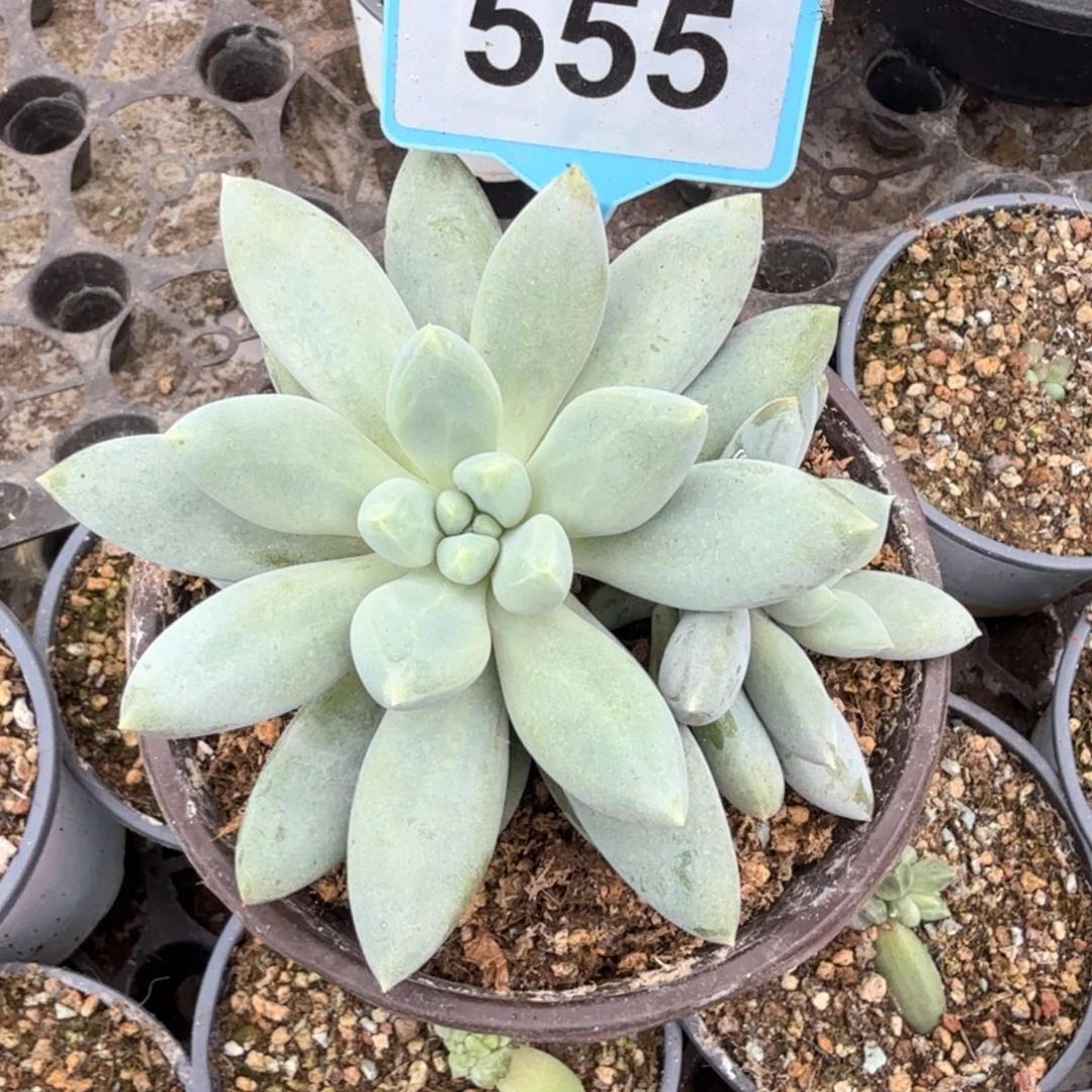 失***眠哥特多肉植物一物一拍555
