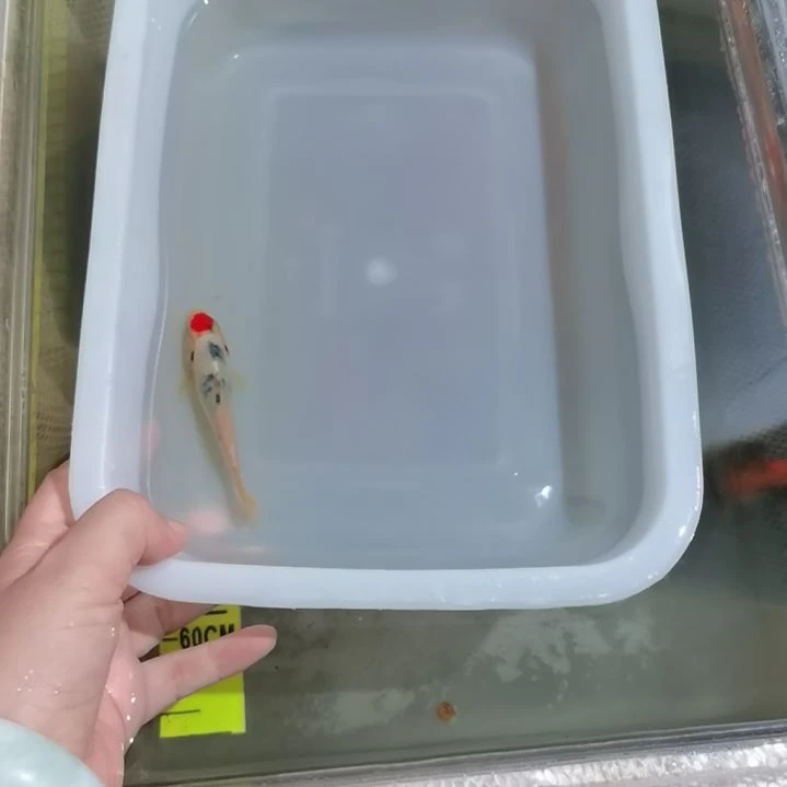 锦鲤大****）丹顶三色锦鲤一条