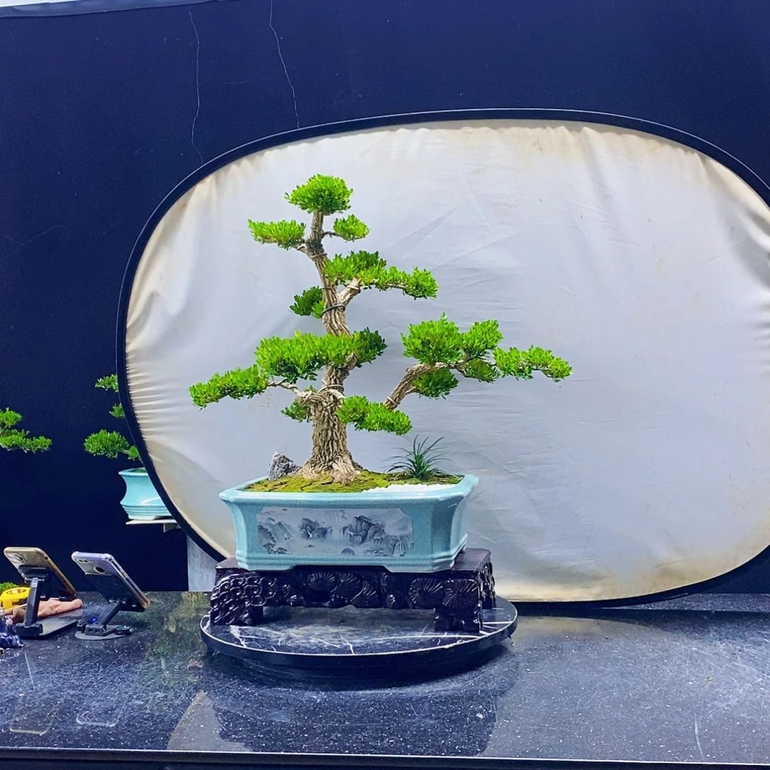 无花朵黄杨盆景造型