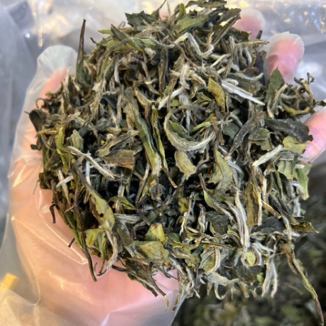 【清懿茗｜小叶种小白茶】管阳2024年小白茶 明前高山日晒 小叶种