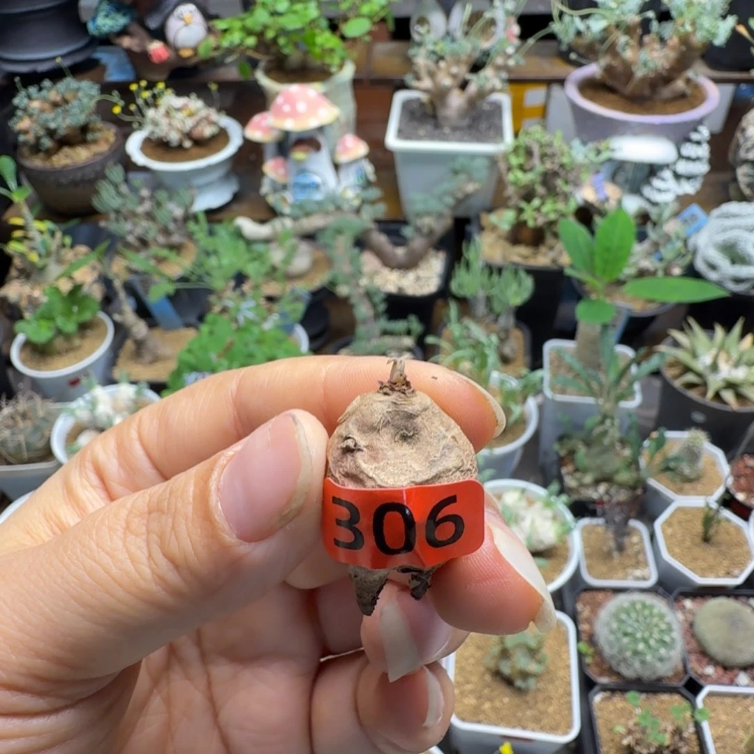 肾叶洋葵306仙人掌