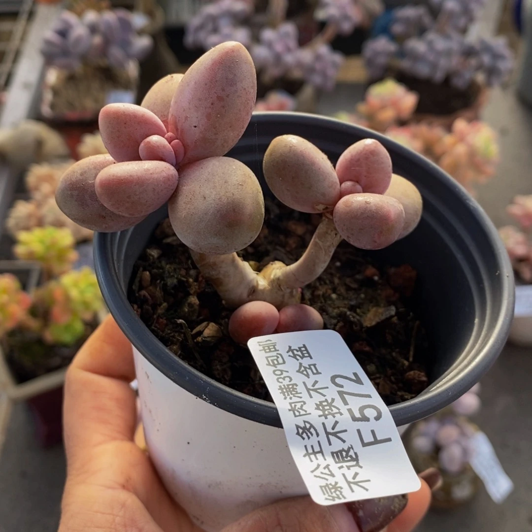 糖果美人572/6c n