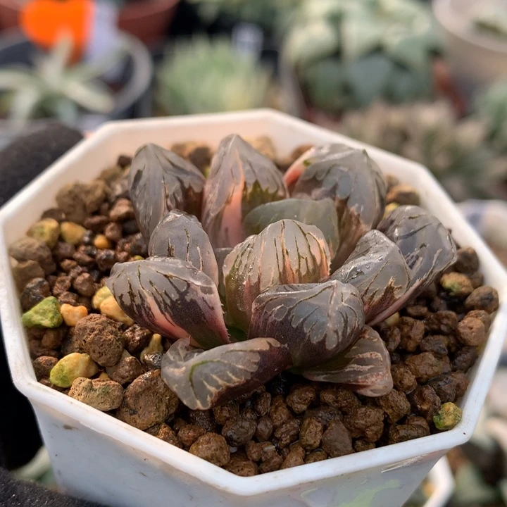 黑水晶玉露锦，带盆发货