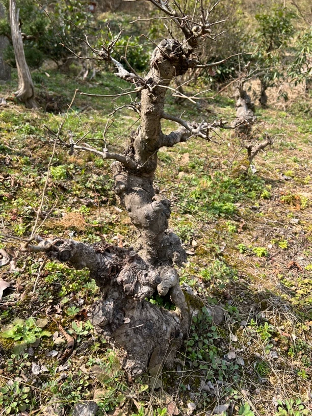 榆树桩树桩盆景杂木