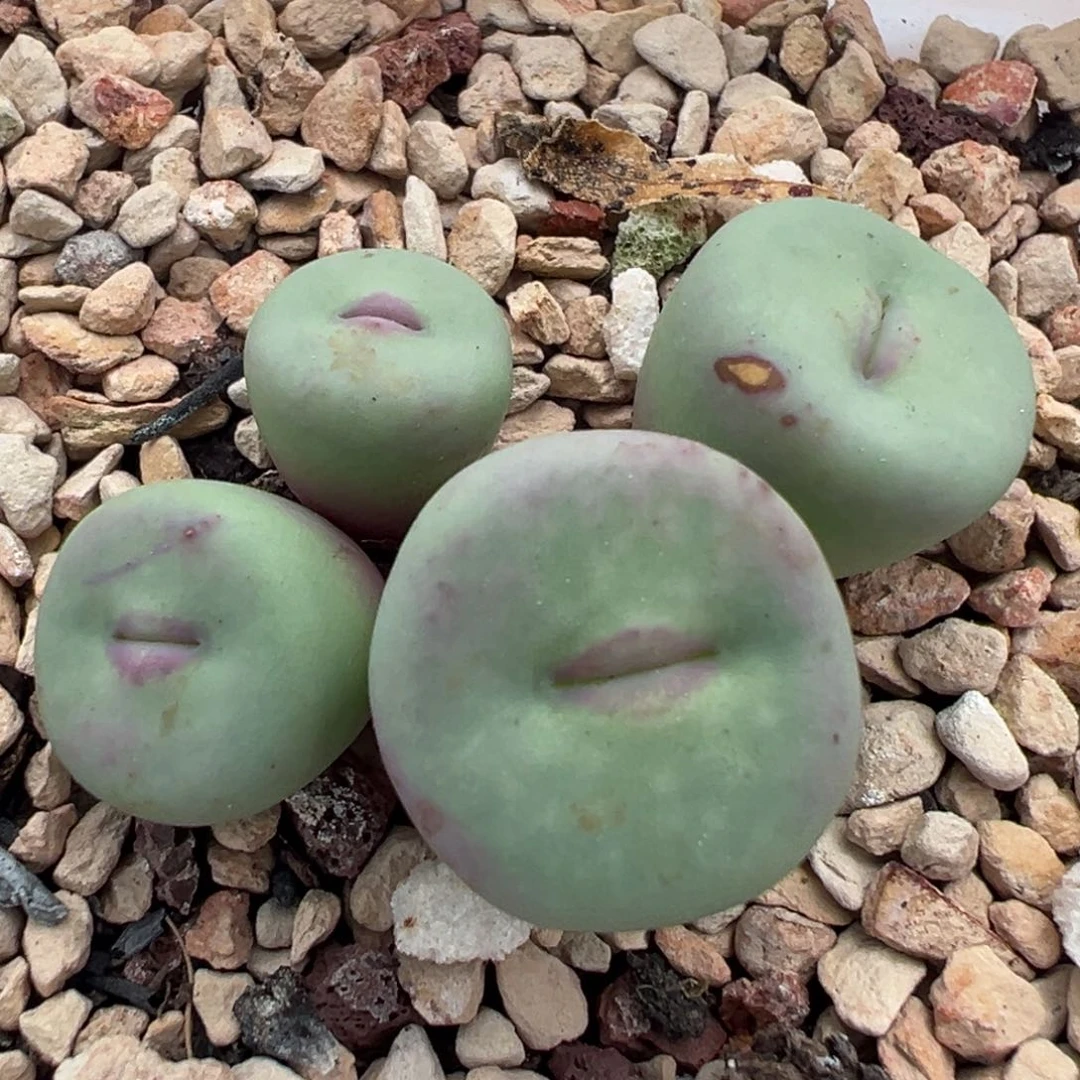 中型红嘴母本一物一拍