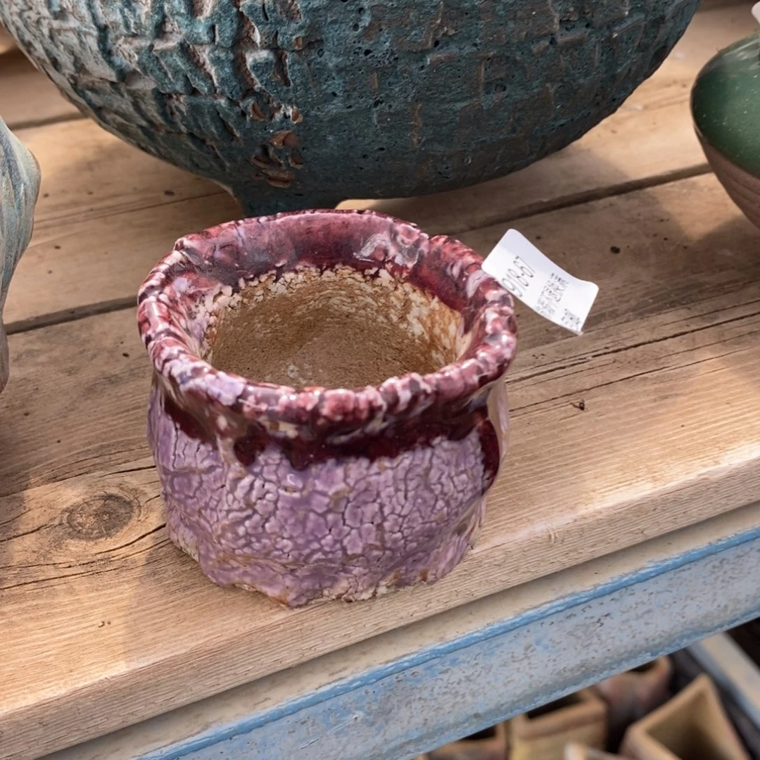 67号多肉盆口径5小可爱