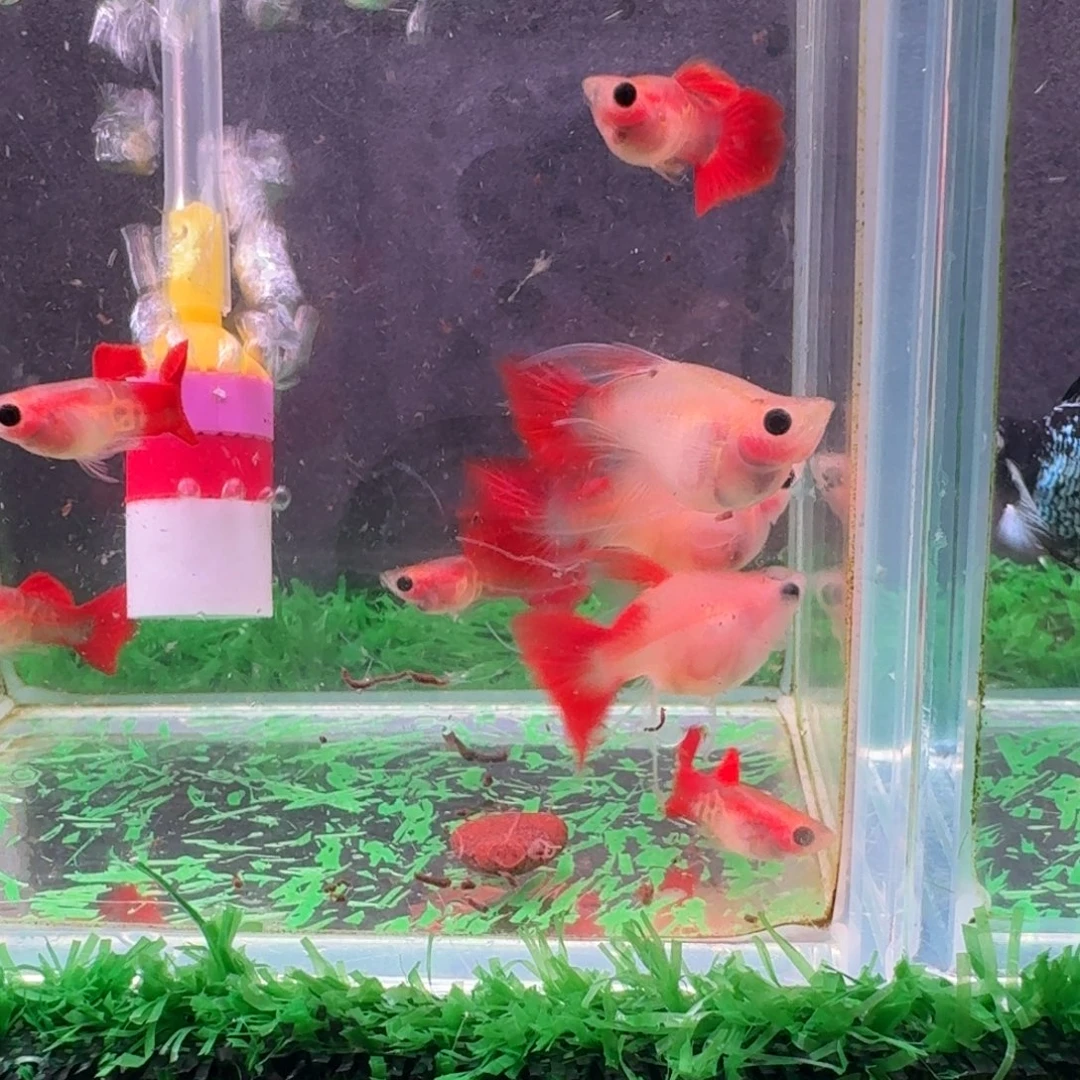 海水鱼琉璃8条清缸