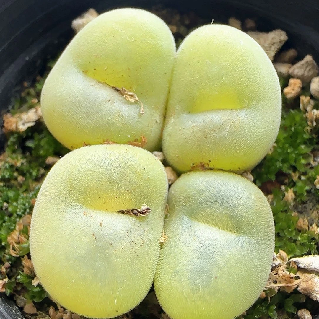 大年初三快乐23347