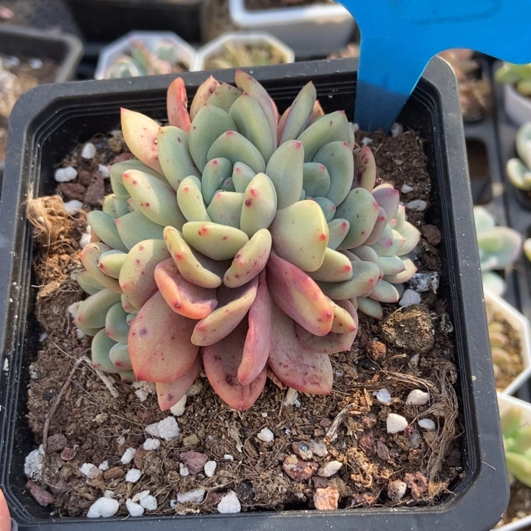 803爱丽儿多肉植物保护