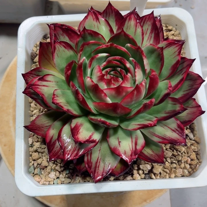 岁***好惊鸿仙子多肉植物A181