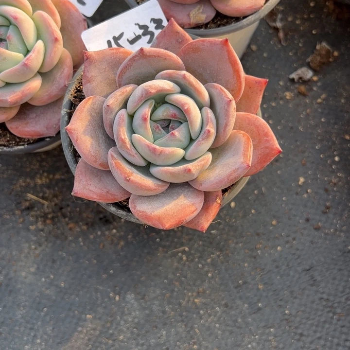 15-33紫橙小鹿园艺