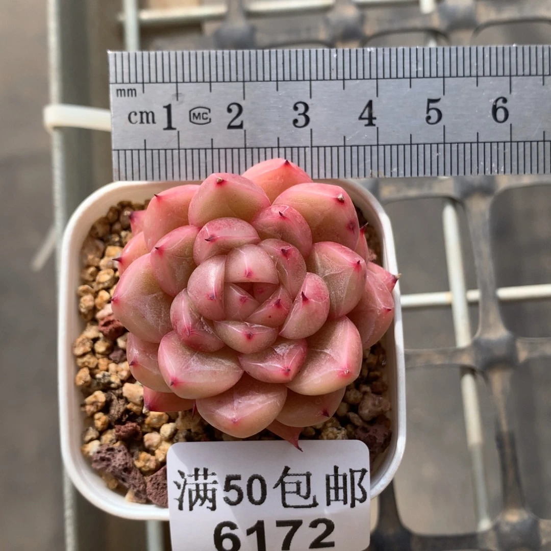 6175韩版珍妮冠服4