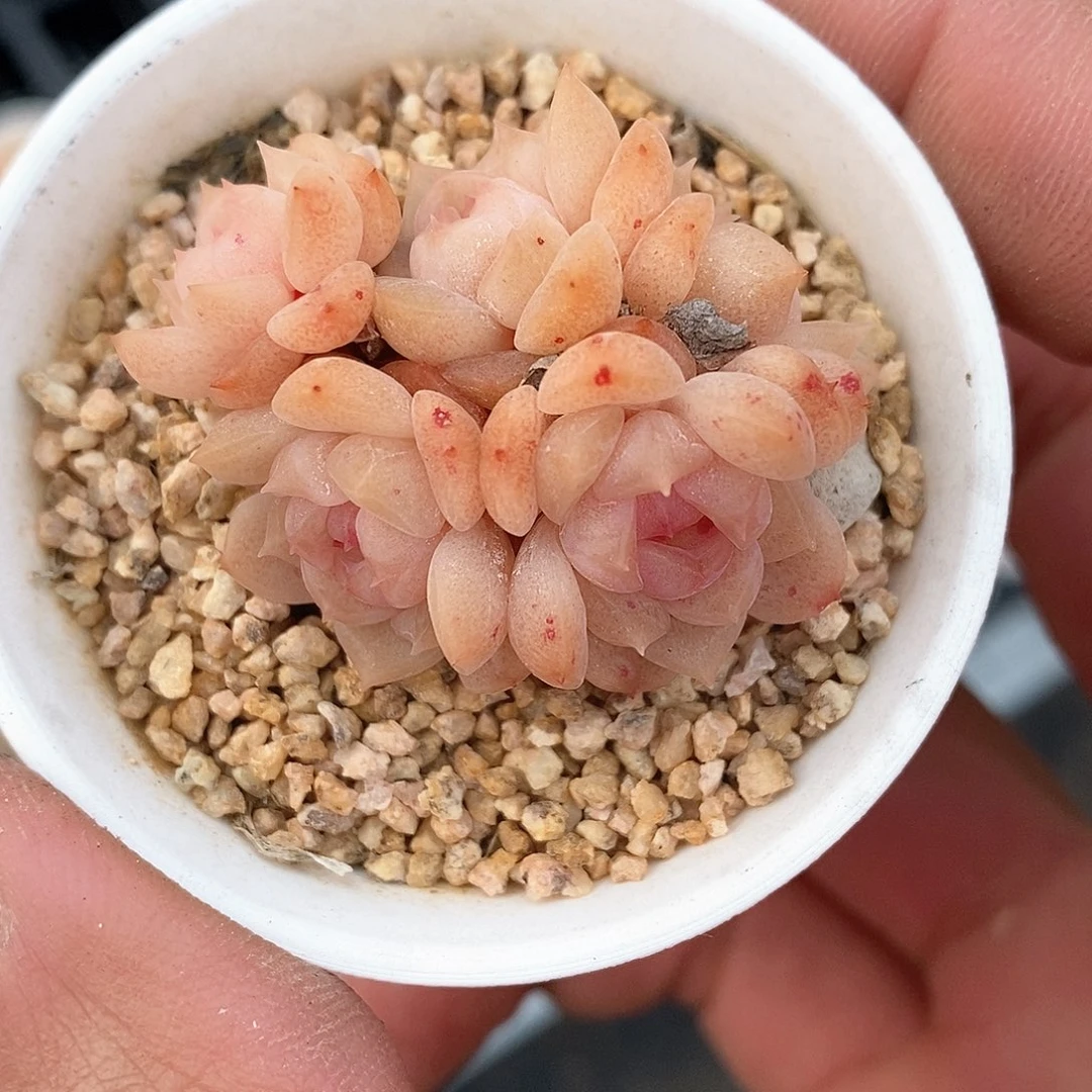 响当当的一声巨响让他在