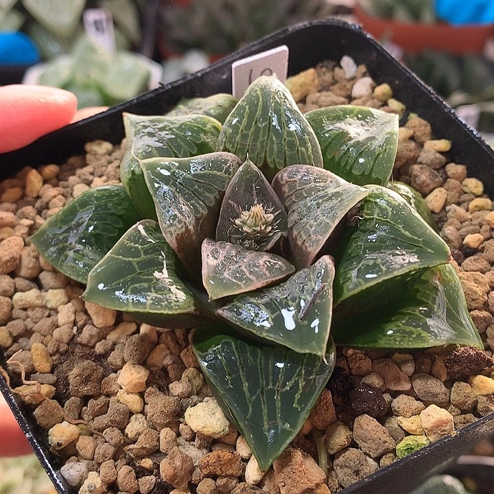 10号绿琉璃一物一拍