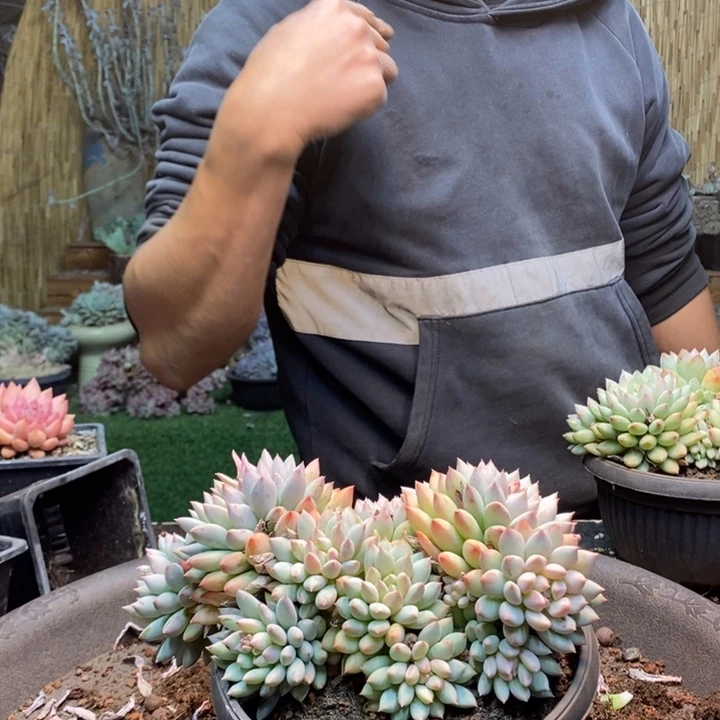 意***室919号明珠多肉植物