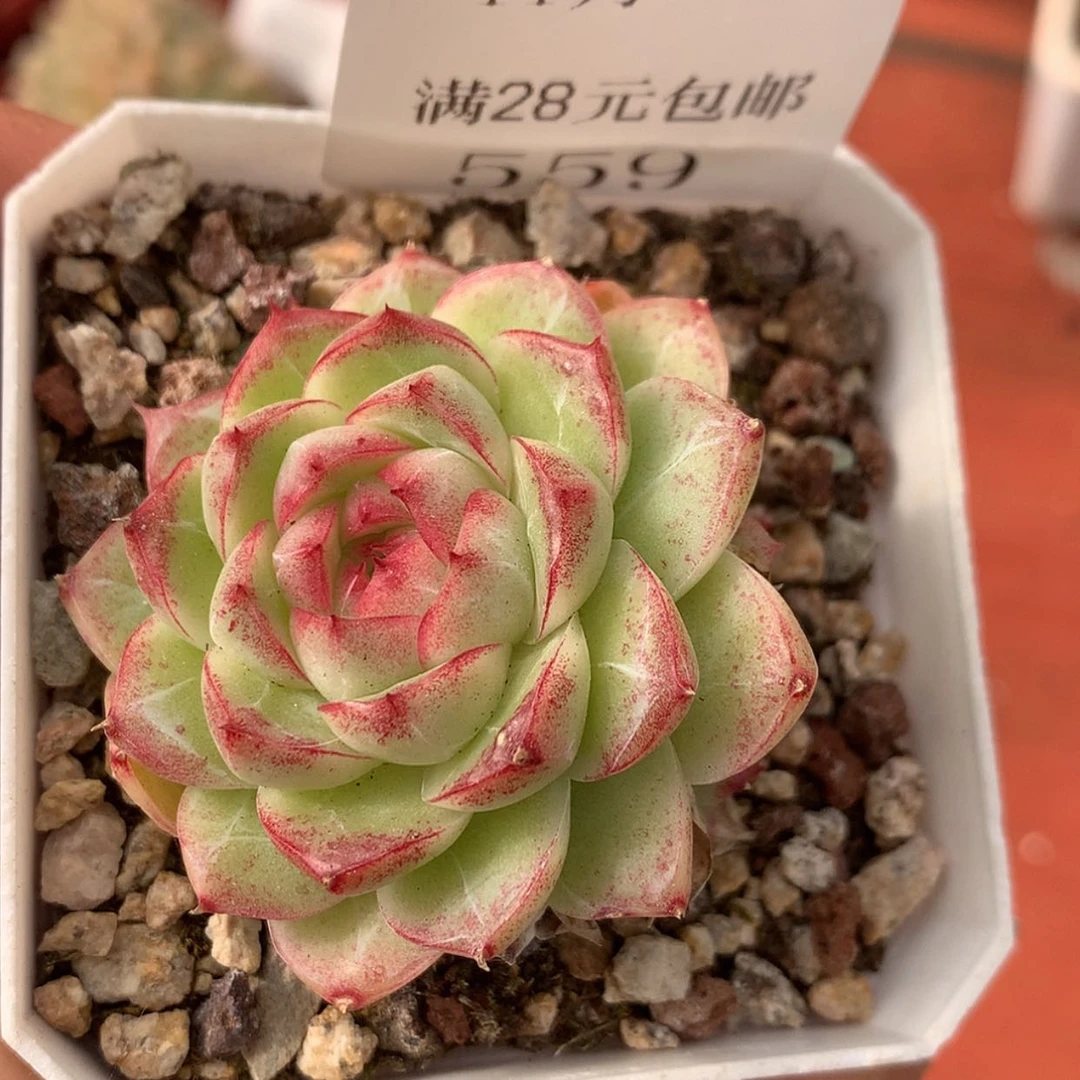 【闪购商品】云559号女王