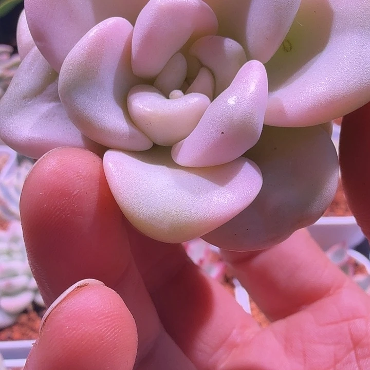 花斑鹿锦头盖多肉锦