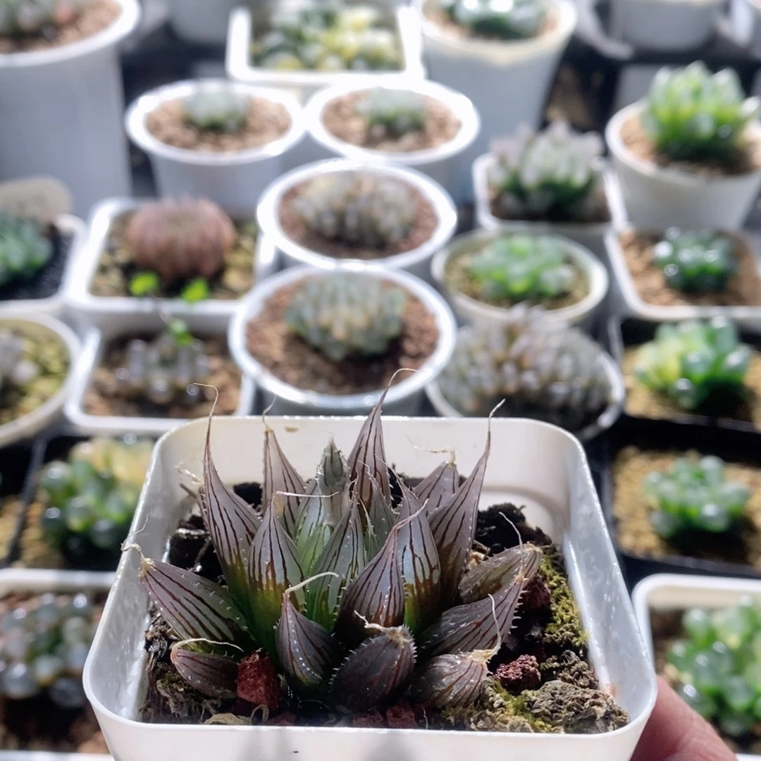 巨大化大卫针管玉露多肉