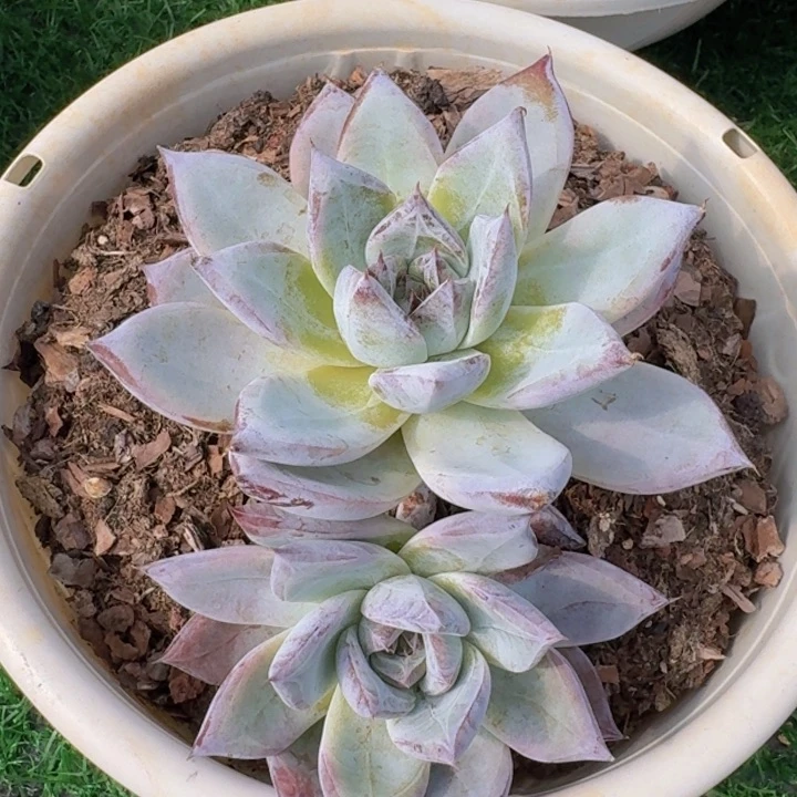 卡系多肉植物一物一拍