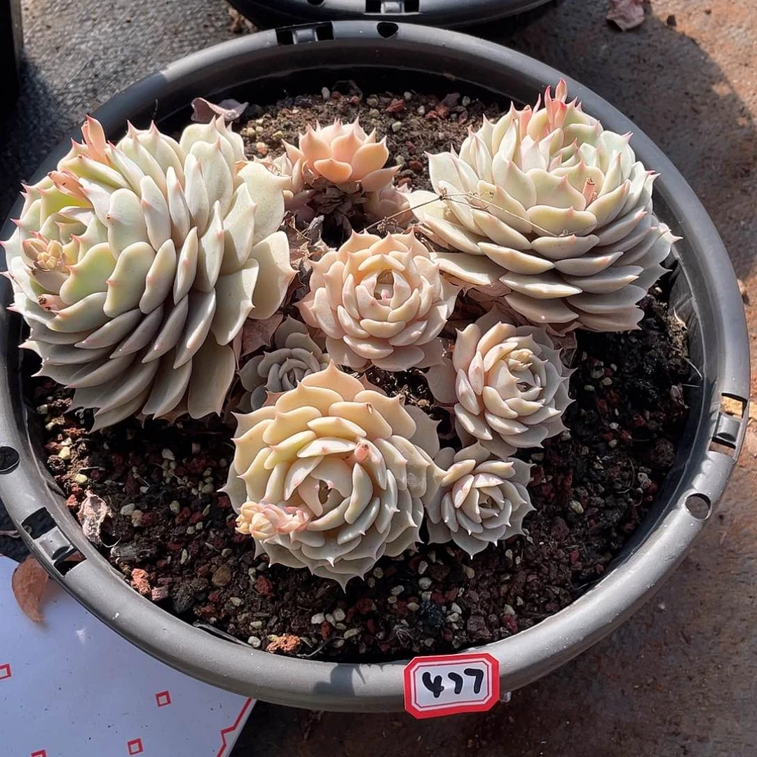 477露娜莲 一物一拍多肉