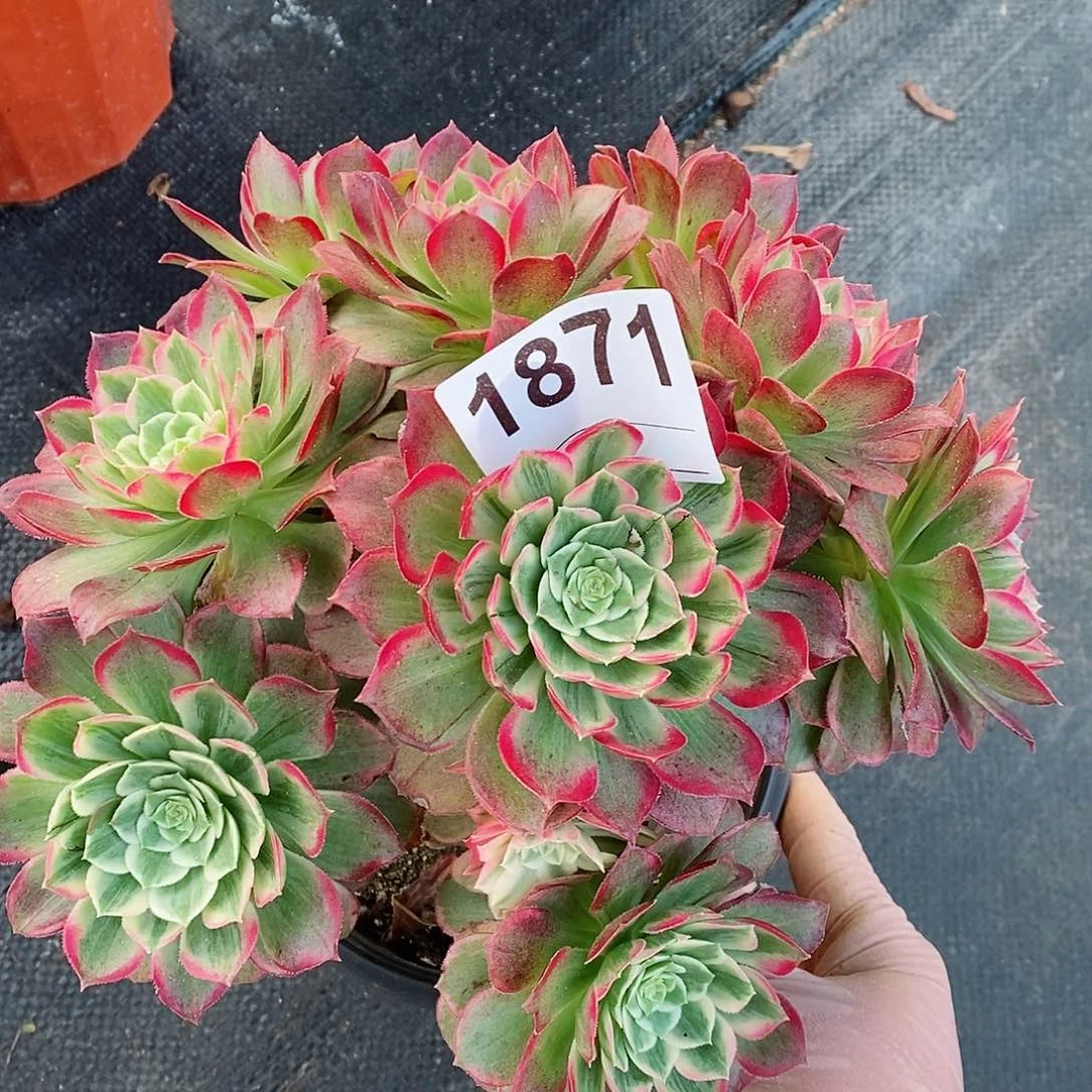 红陶1871万花筒4多肉