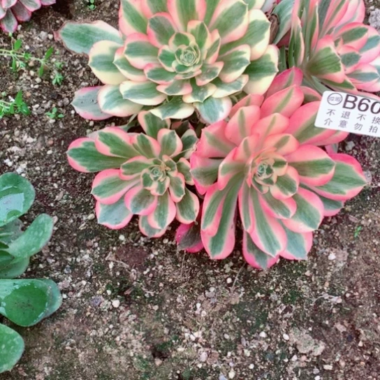 多肉植物妖月606